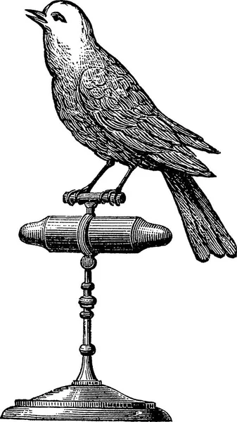 Вінтажне зображення канарського птаха — стокове фото