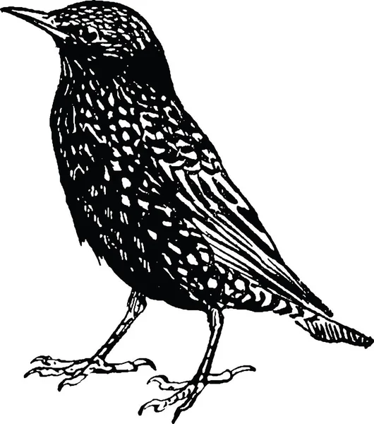 Vintage image starling — Stock Photo, Image