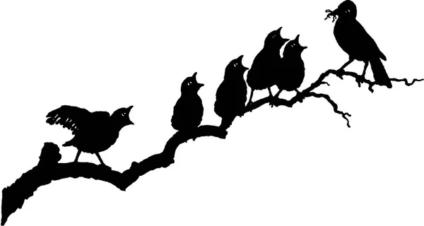 Vinobraní snímky ptáků na větvi — Stock fotografie