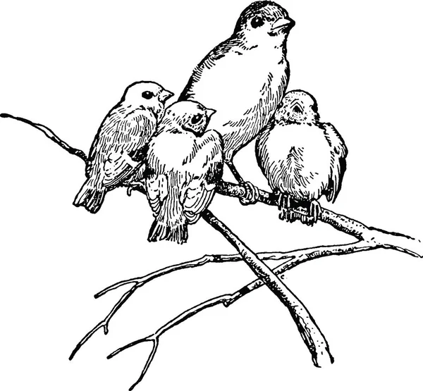 Винтажные изображения птиц на ветке — стоковое фото