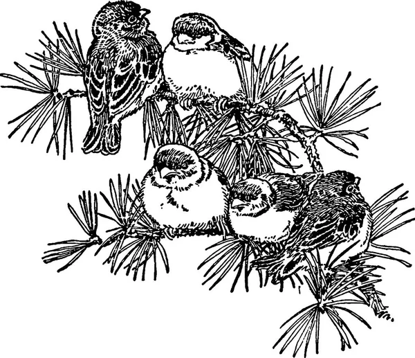 Rocznika obrazy ptaków na gałęzi — Zdjęcie stockowe