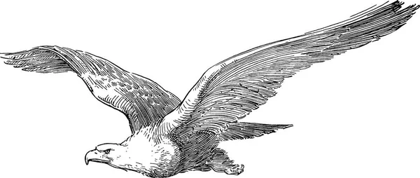 Винтажные изображения орла — стоковое фото