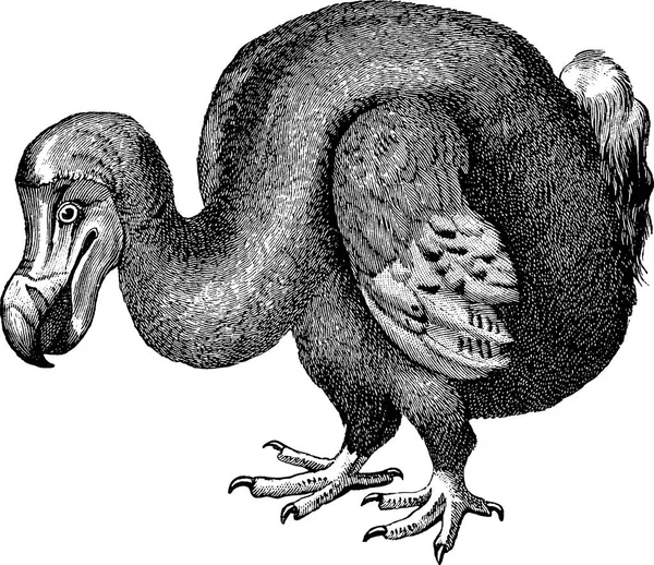 Vintage obraz dodo — Stock fotografie