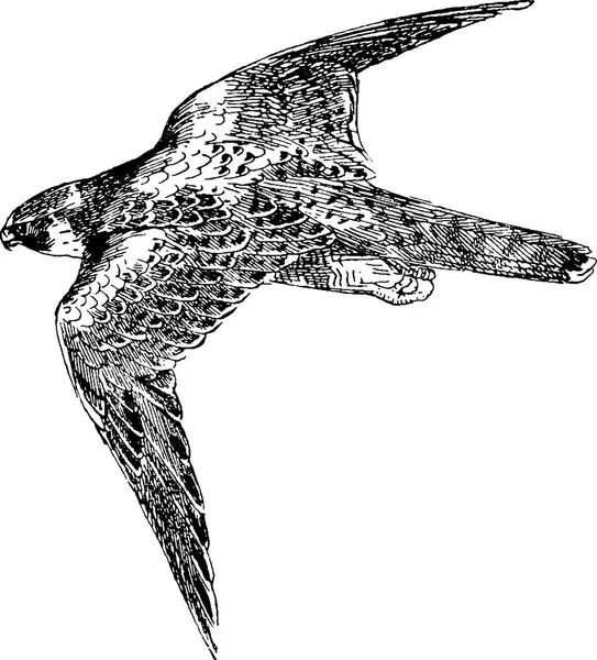Vintage afbeelding falcon — Stockfoto