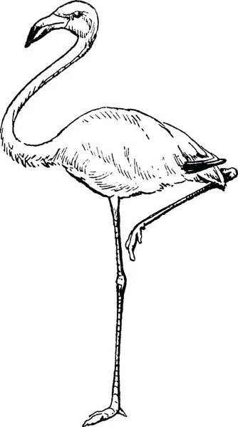 Vintage Image Flamingo — Stockfoto