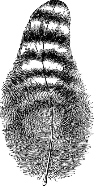 复古形象羽毛 — 图库照片