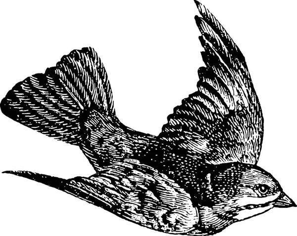Vintage obraz ptak latający — Zdjęcie stockowe