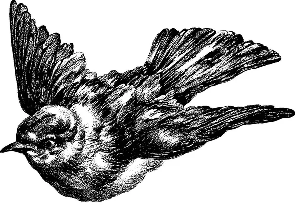 Vintage afbeelding vliegende sparrow — Stockfoto