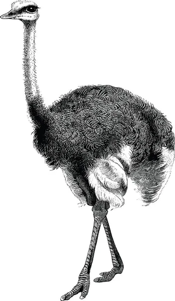 Vintage image ostrich — Stock Photo, Image