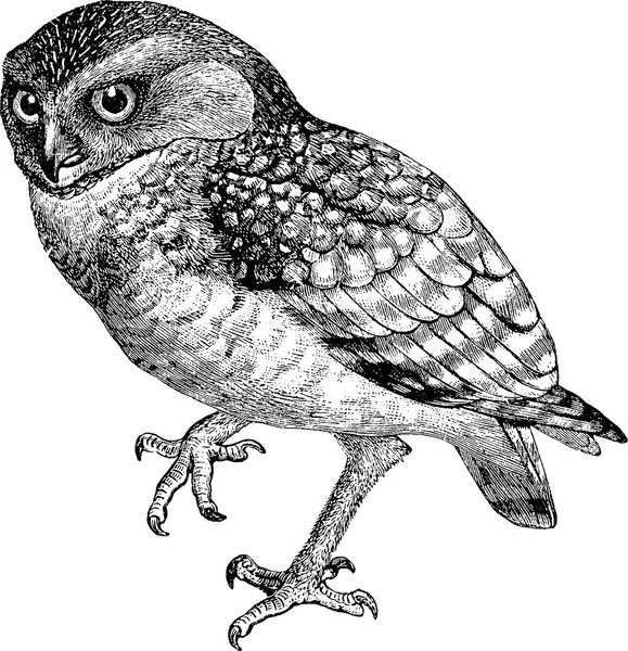 Винтажное изображение совы — стоковое фото
