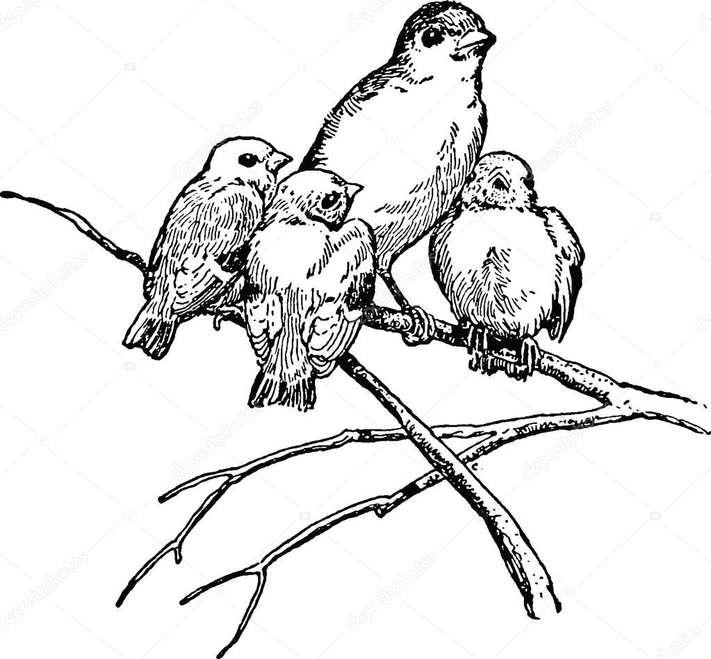 Vintage image birds on a branch