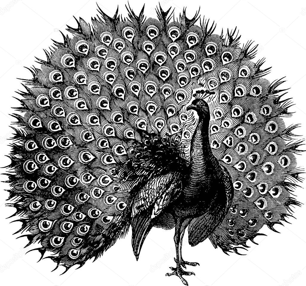 Vintage image peacock