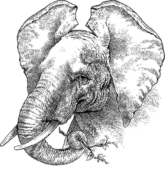 Vintage bild elefant — Stockfoto