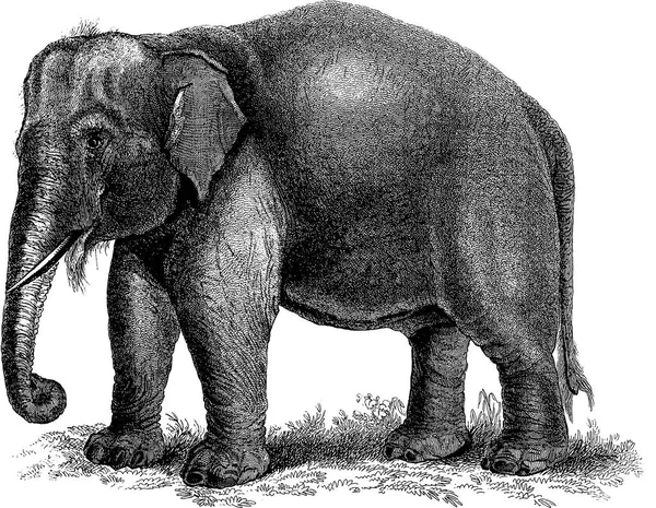 Vintage Image Elefant — Stockfoto