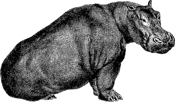 Vintage afbeelding nijlpaard — Stockfoto