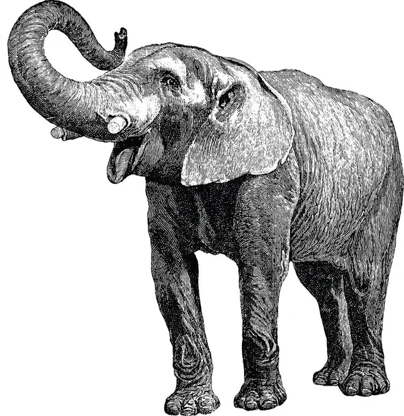 Immagine Vintage elefante — Foto Stock