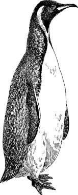 Vintage görüntü penguen