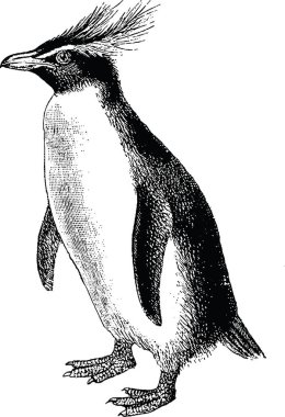 Vintage görüntü penguen