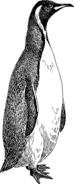 빈티지 이미지 펭귄 — 스톡 사진
