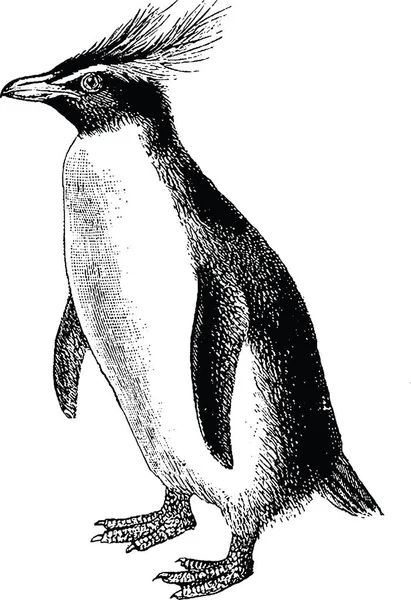 Vintage image penguin — Stock Photo, Image