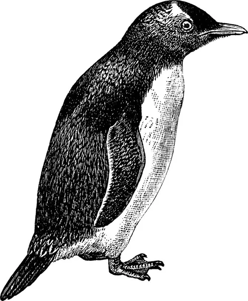 Vintage image pingouin — Photo