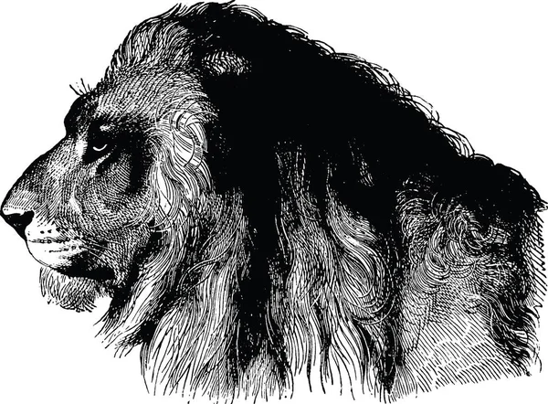 Vintage image lion — Stock Photo, Image