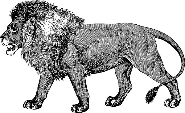 Vintage image lion