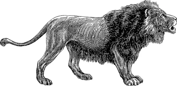 Vintage image lion Royalty Free Stock Images
