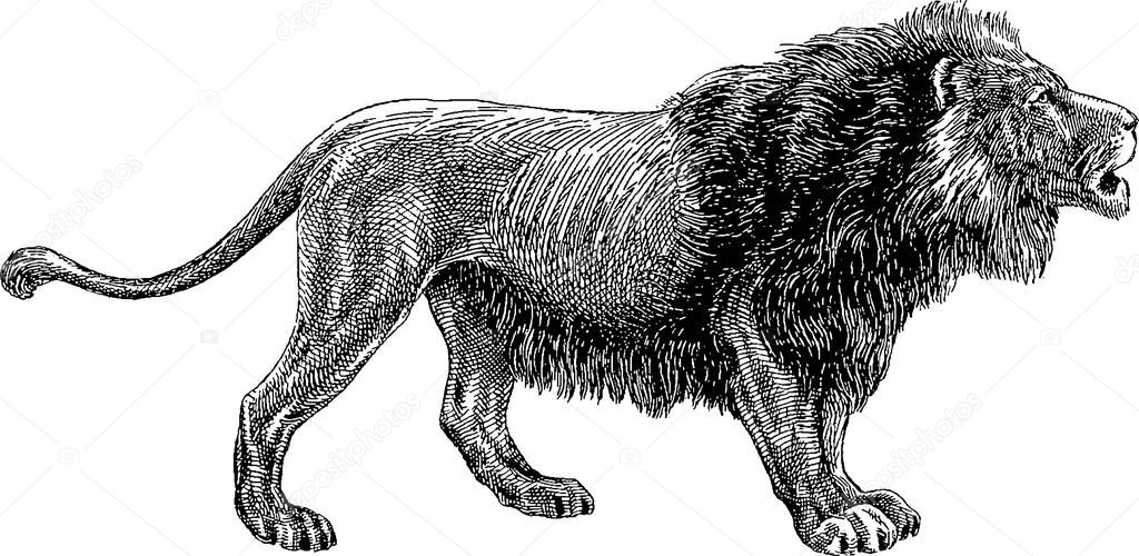 Vintage image lion