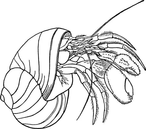 Vintage afbeelding heremietkreeften — Stockfoto