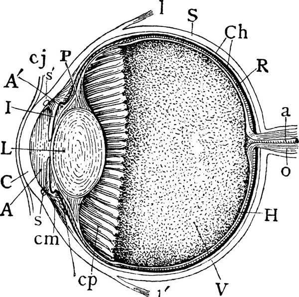 Vintage Image Eye — Stockfoto