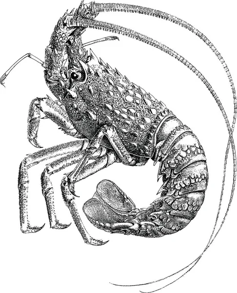 Марочні зображення омарів — стокове фото