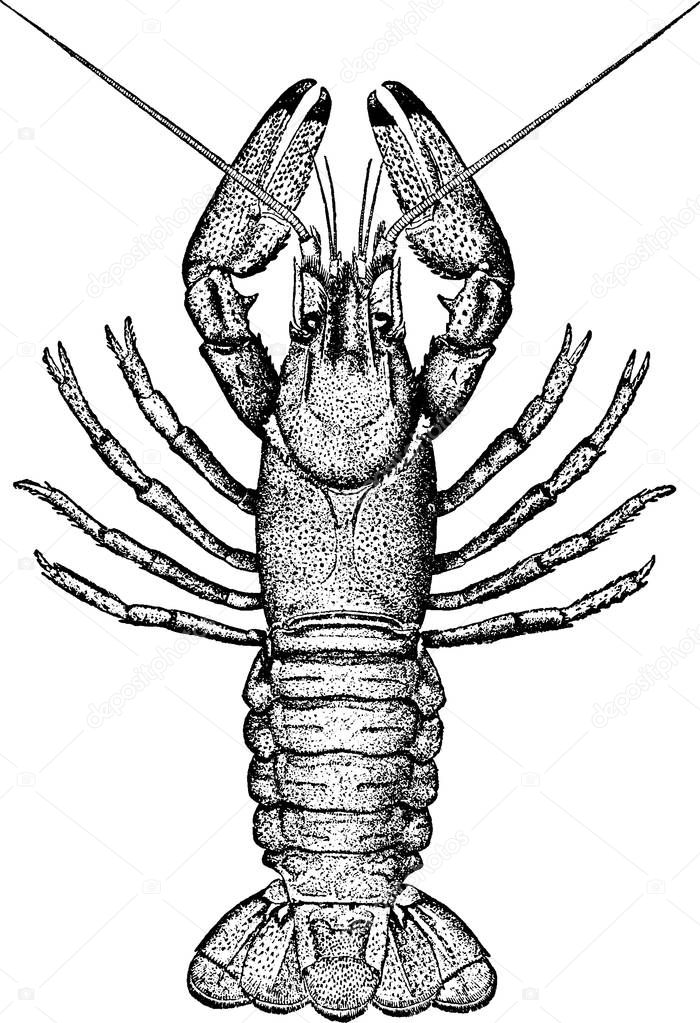 Vintage image lobster