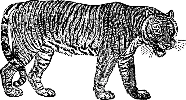 Tigre de imagem vintage — Fotografia de Stock