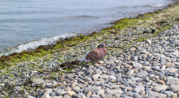 Bir çakıl plajı deniz kıyısına yakın bir kahverengi güvercin oturur