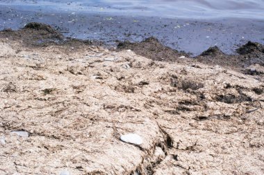 Deniz kıyısı üzerinde kokuşmuş, çürümüş deniz yosunu