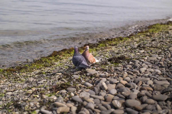 Blauwe en bruine duif. Een paar duiven op het strand — Stockfoto