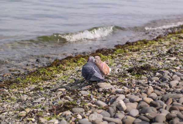 Blauwe en bruine duiven kus met hun ogen dicht aan de kust — Stockfoto