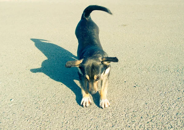 Zábavný malý pes se protahuje na asfaltu — Stock fotografie