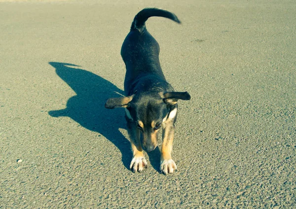 Kleiner lustiger Hund streckt sich auf dem Asphalt — Stockfoto