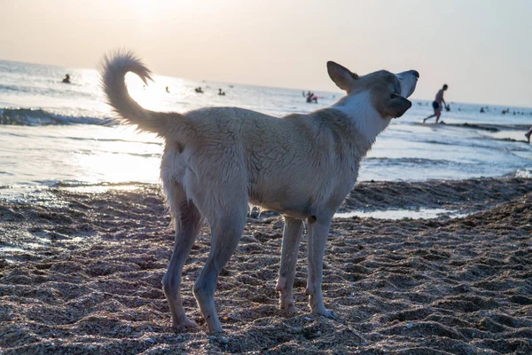 Foto di un cane ai raggi del sole al tramonto sulla riva del mare — Foto Stock