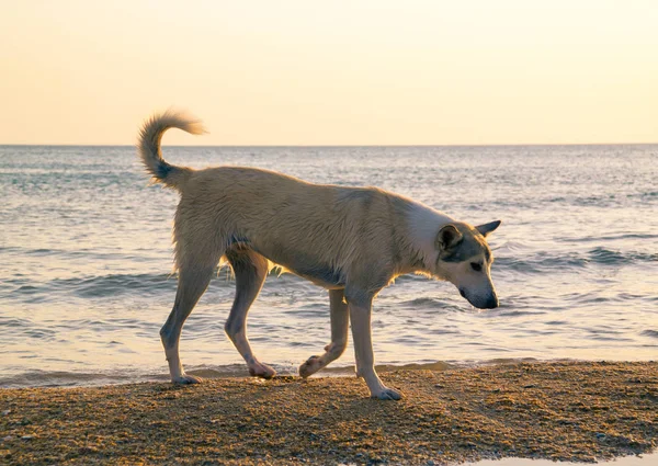 Bir köpek olarak sahil üzerinde batan güneşin ışınları fotoğrafı