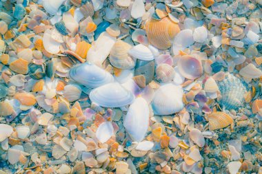 Seashels kum plajındaki. Deniz yaz tatil arka plan