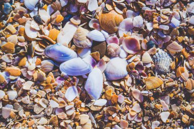 Seashels kum plajındaki. Deniz yaz tatil arka plan