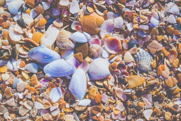 Seashels op het zandstrand. Zee zomer vakantie achtergrond — Stockfoto