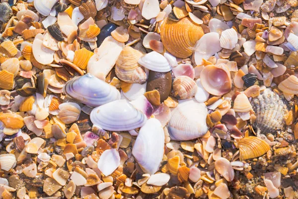 Conchas marinas en la playa de arena. Mar verano vacaciones fondo — Foto de Stock