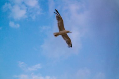 Arka plan olarak bulutlu bir gökyüzünde uçan tek bir martı.