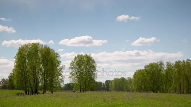 Time-lapse in het bos — Stockvideo