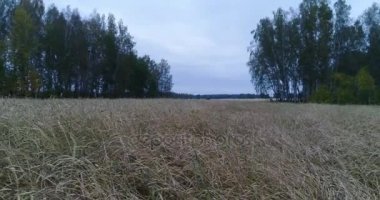 Bir Buğday Tarlası