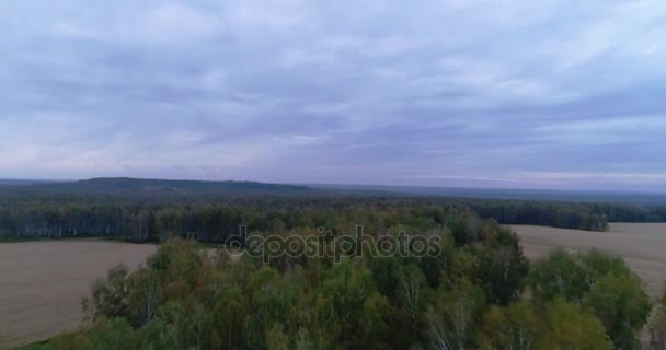 Un campo di grano e autunno vista aerea foresta — Video Stock